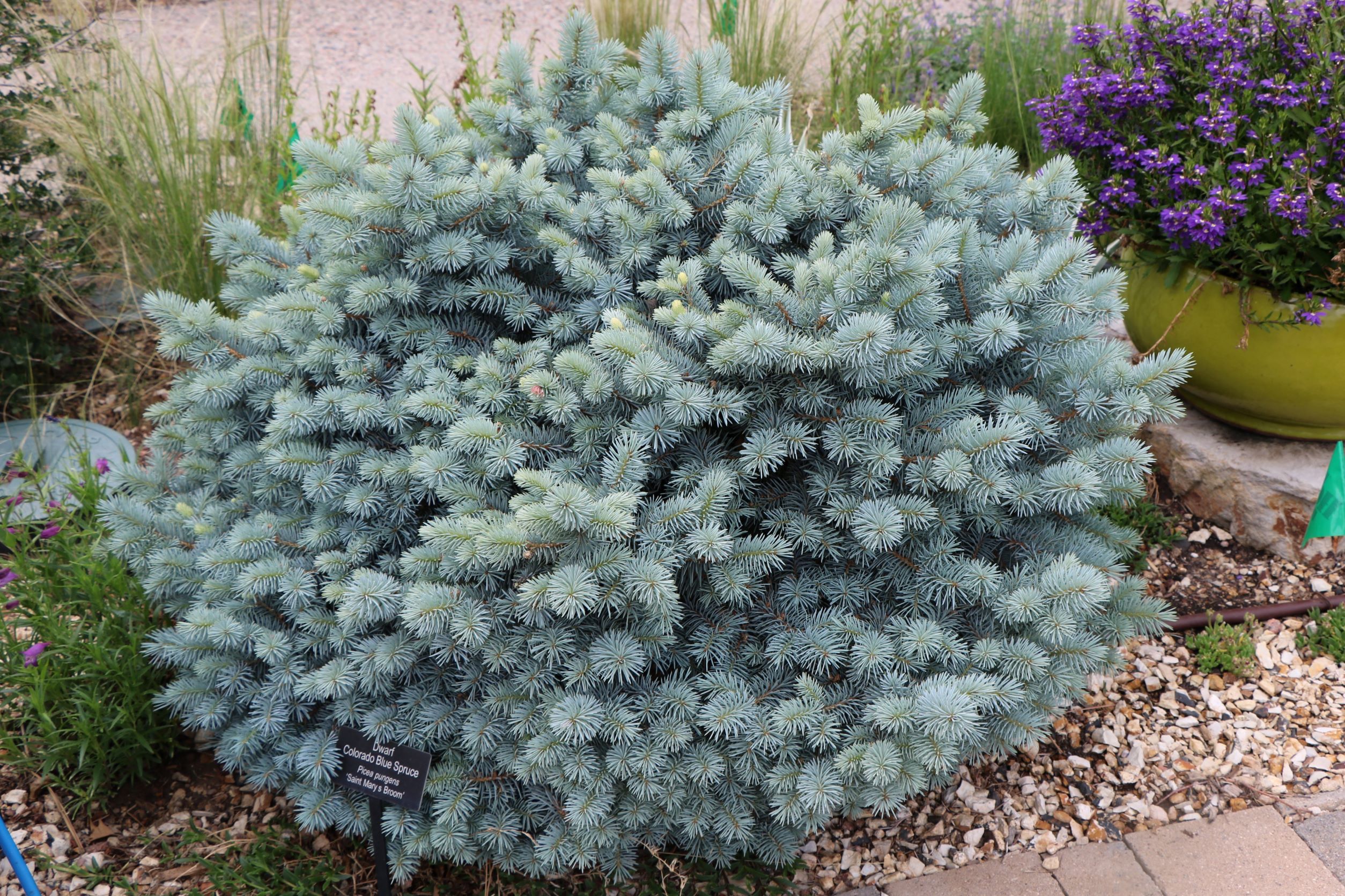 St. Mary's Blue Spruce